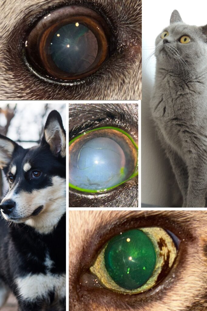 Collage para problemas oculares en nuestras mascotas